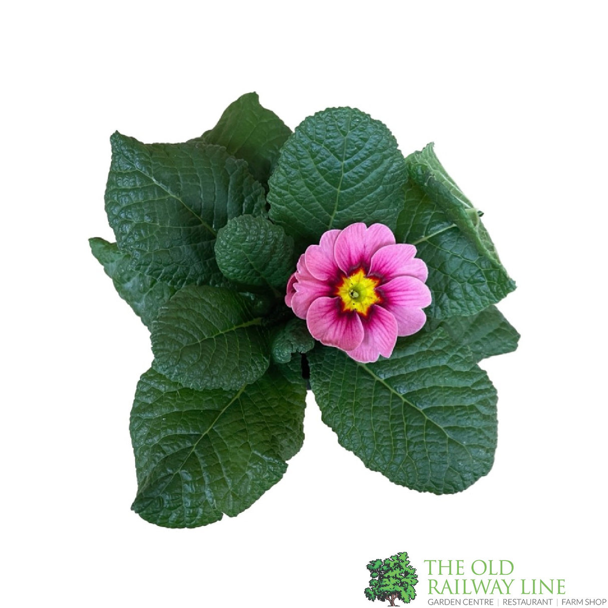 Primrose Plant Assorted Colours 9cm Pot