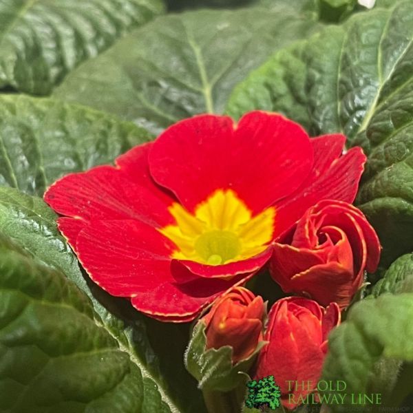 Primrose Plant Assorted Colours 9cm Pot