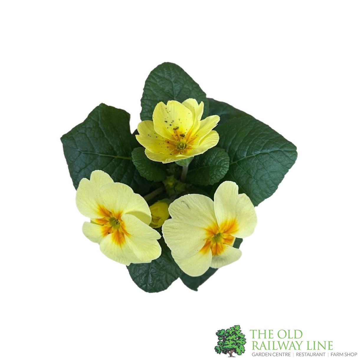 Primrose Plant Assorted Colours 9cm Pot