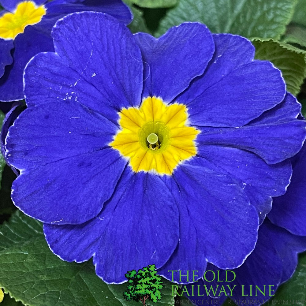 Primrose Plant Assorted Six Pack (9cm Pots)