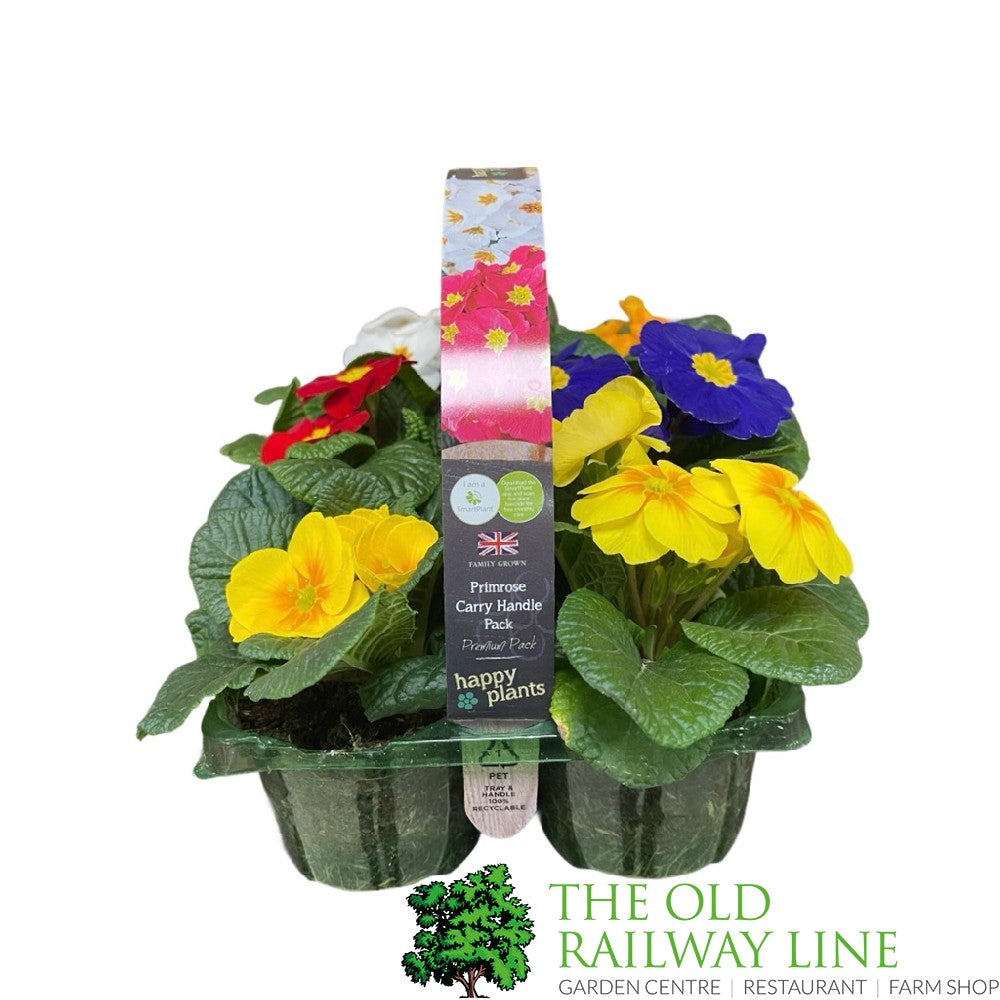 Primrose Plant Assorted Six Pack (9cm Pots)