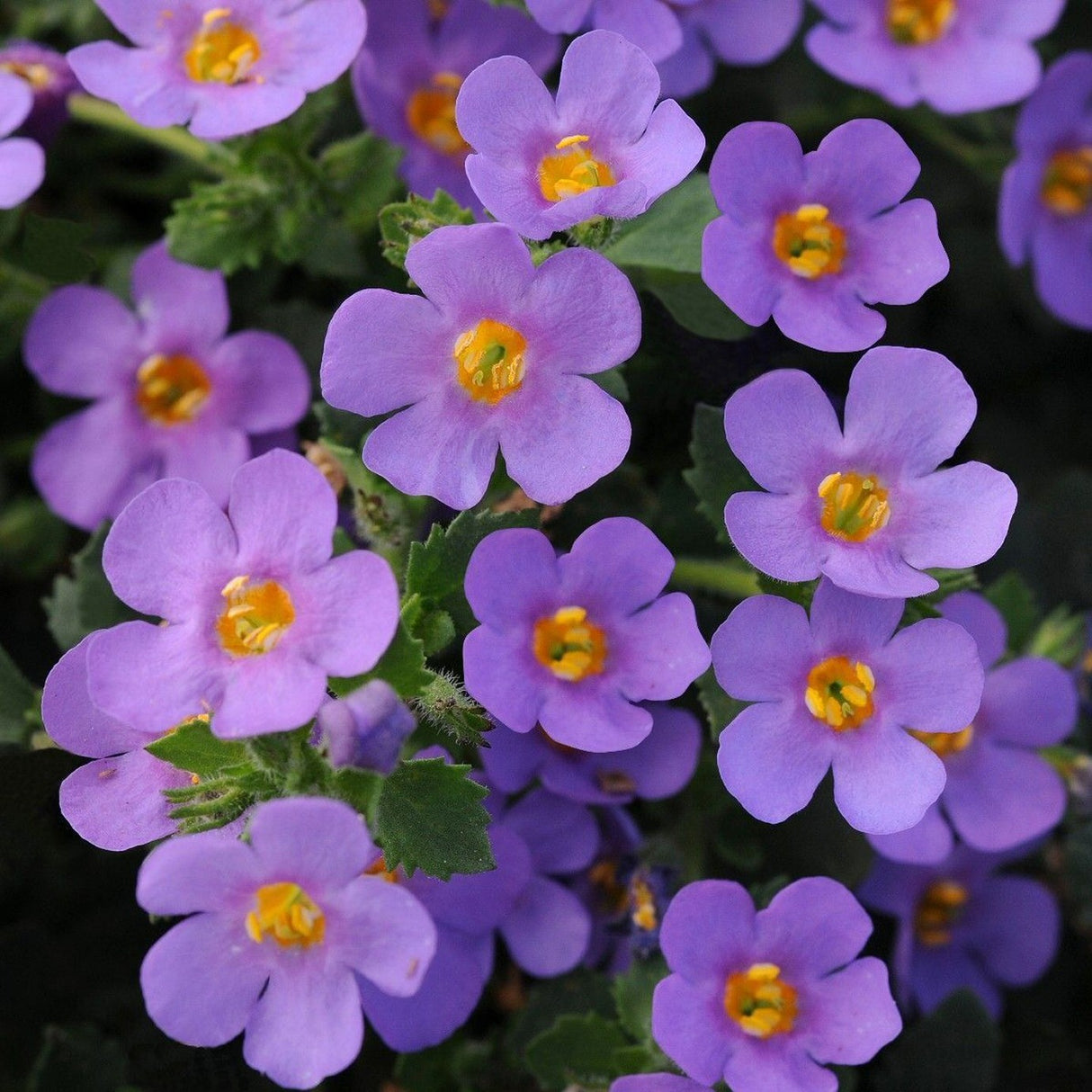 Bacopa Megacopa Blue Bedding Plug Plant