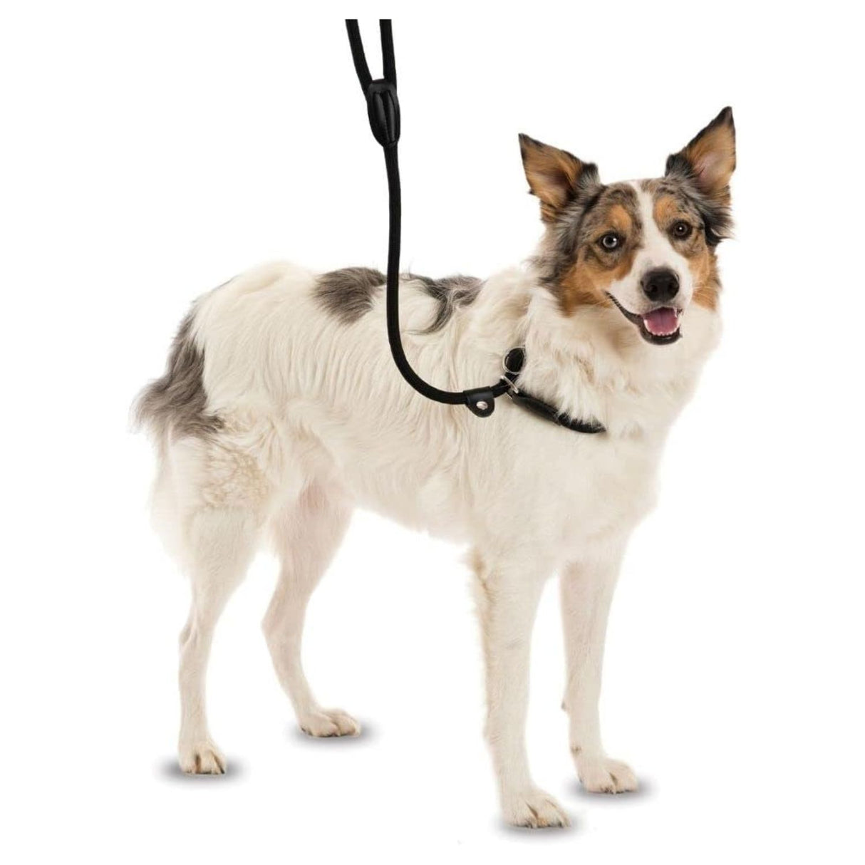 Company of Animals Training 3-in-1 Slip Lead Black