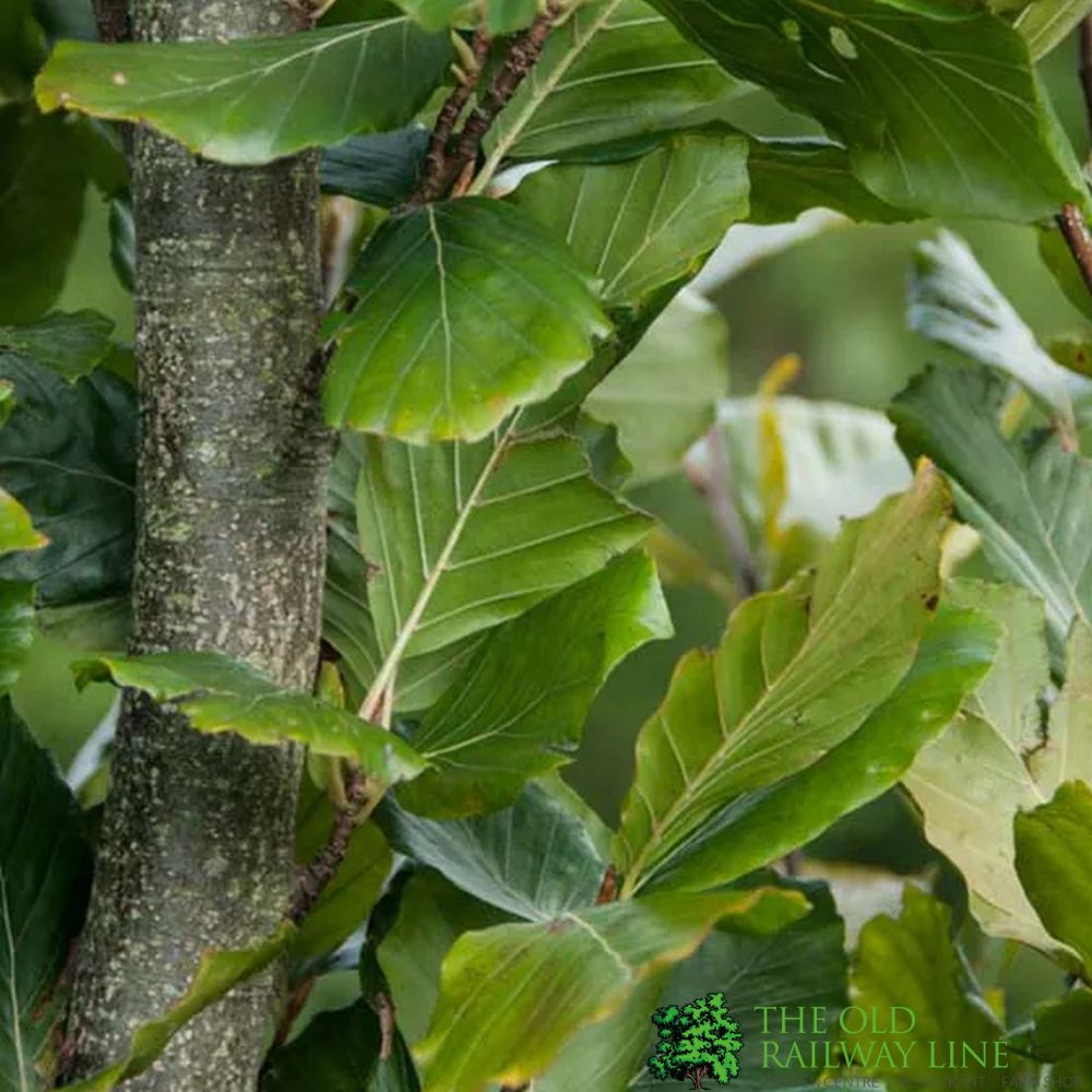Beech Tree 'Fagus sylvatica Dawyck Gold’ 12Ltr Pot