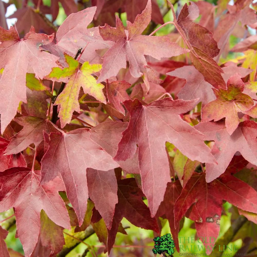 Liquidambar styraciflua ‘Worplesdon’ Sweet Gum Tree 12Ltr Pot
