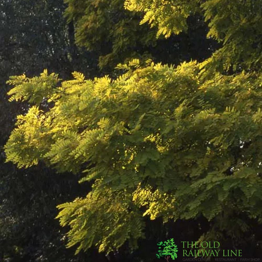 Robinia pseudoacacia ‘Frisia’ False Acacia Tree 12Ltr Pot