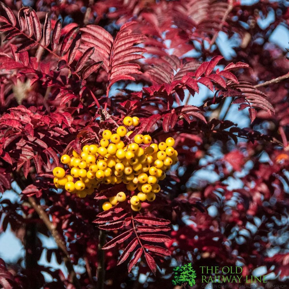 Sorbus ‘Joseph Rock’ Tree 12Ltr Pot