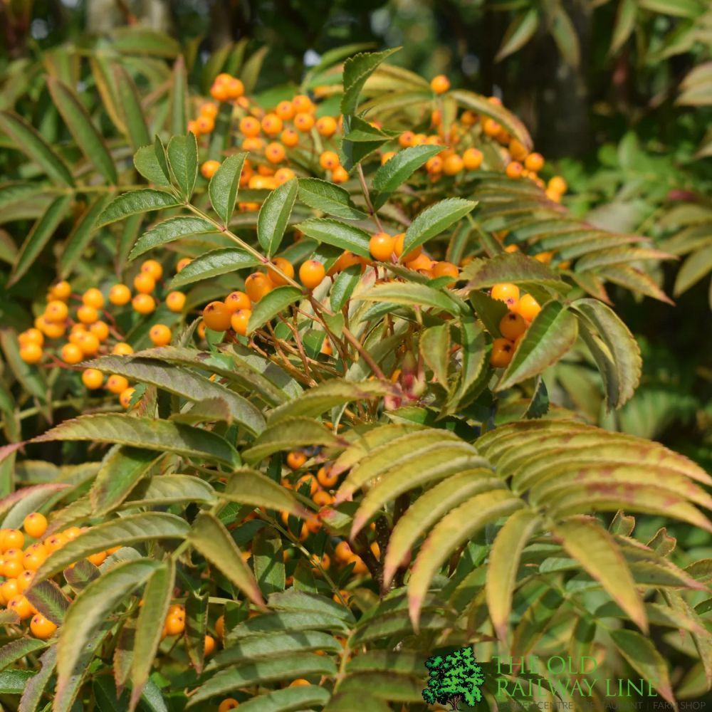 Sorbus ‘Autumn Spire’ Flanrock 12Ltr Pot
