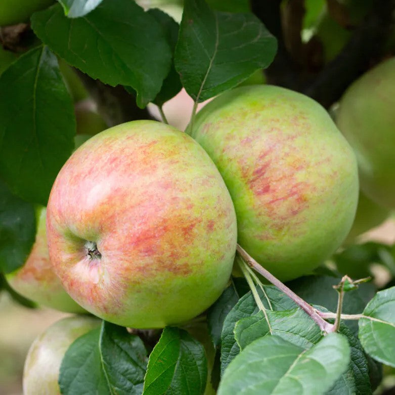 Frank P Matthews 'Howgate Wonder' Apple Fruit Tree (MM106 Rootstock) - 12 Ltr Pot