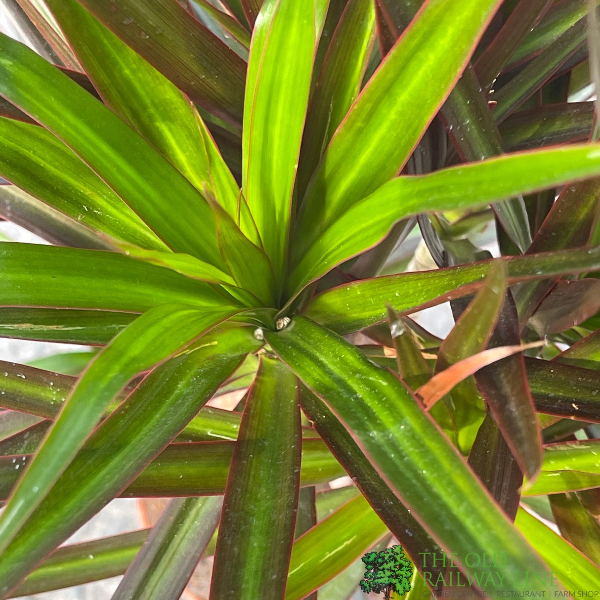 Dracena Marginata 17cm Pot