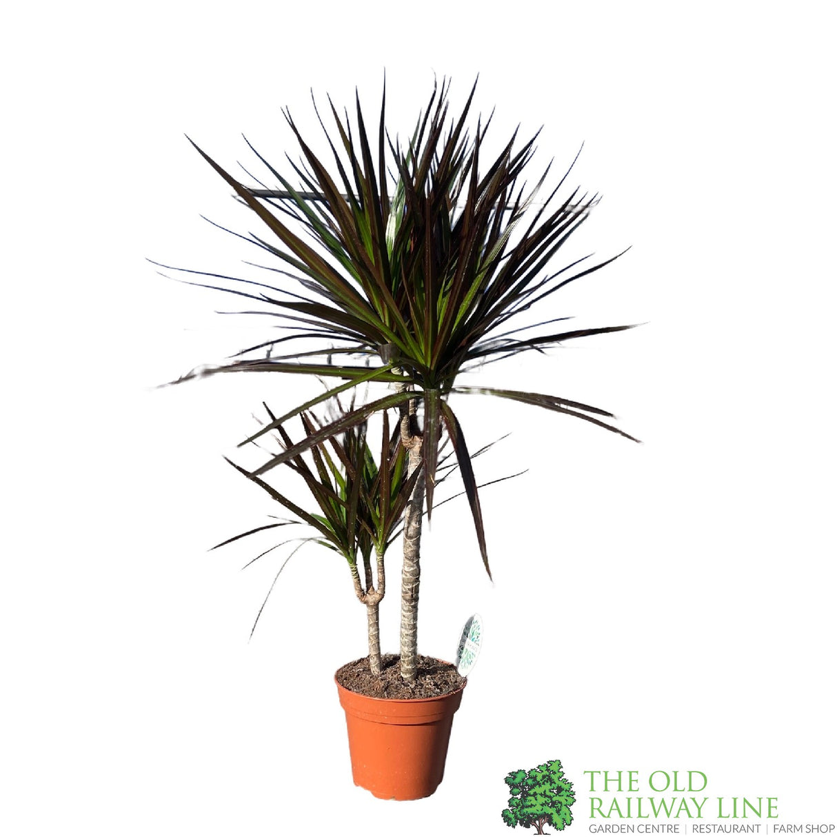 Dracena Marginata 17cm Pot