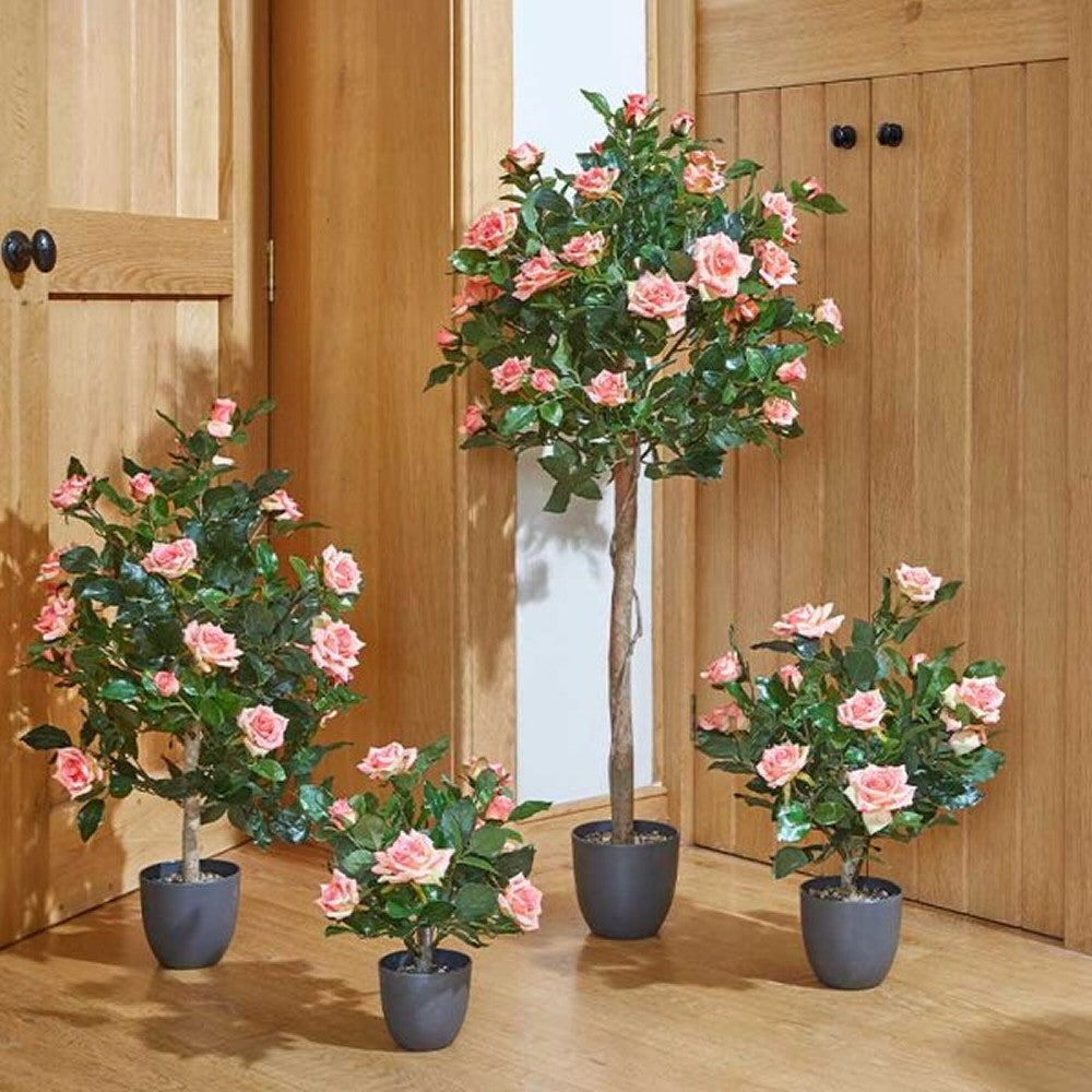 Smart Garden 40cm Perfect Pink Regents Roses