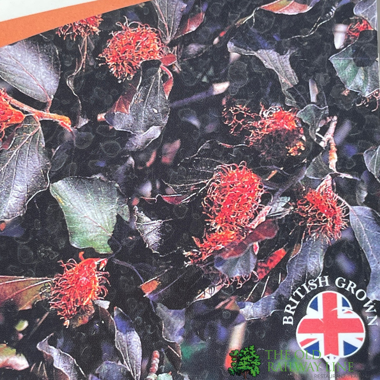 Fagus sylvatica 'Atropurpurea' Copper Beech Tree 3Ltr