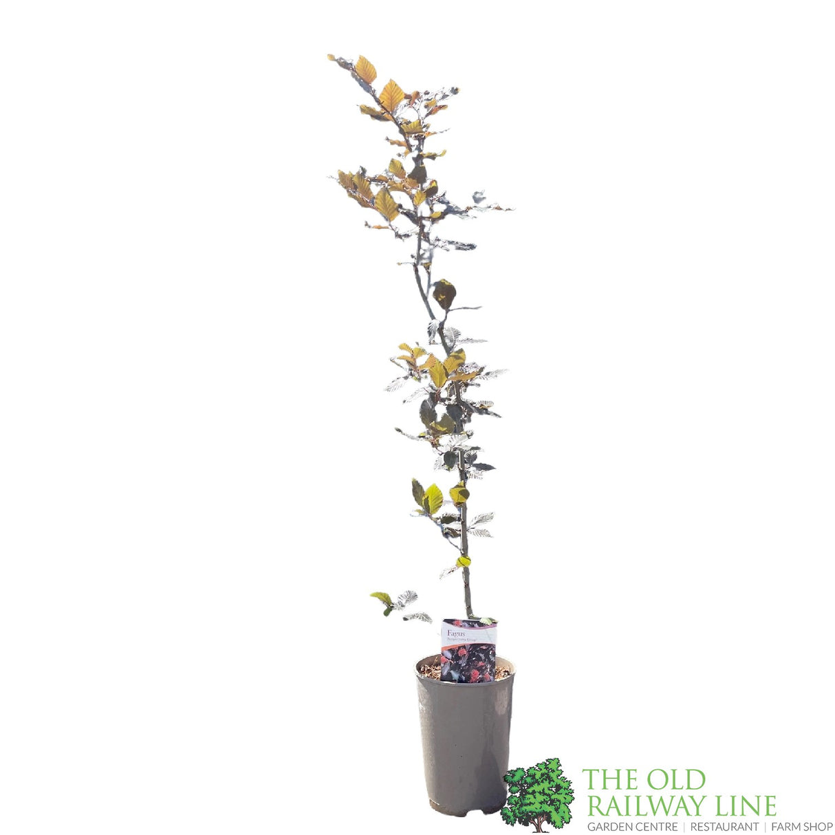 Fagus sylvatica 'Atropurpurea' Copper Beech Tree 3Ltr