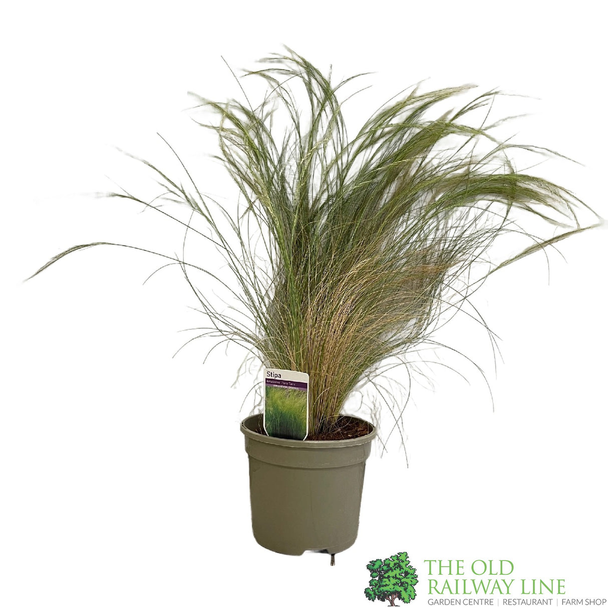Stipa Tenuissima 'Pony Tails' Mexican Feather Grass 3Ltr Pot