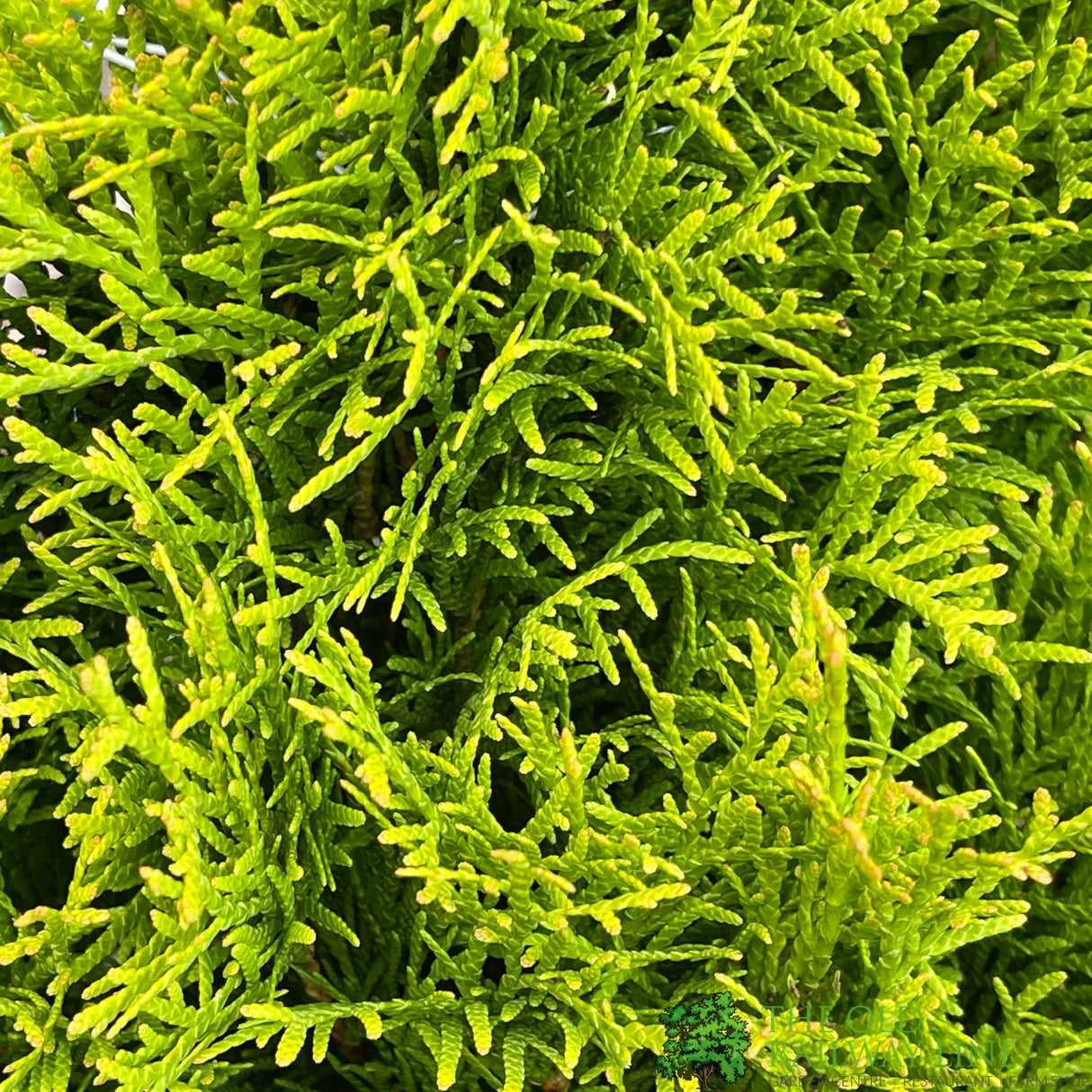 Thuja occidentalis Golden Smaragd 'Janed Gold' Conifer 3Ltr Pot