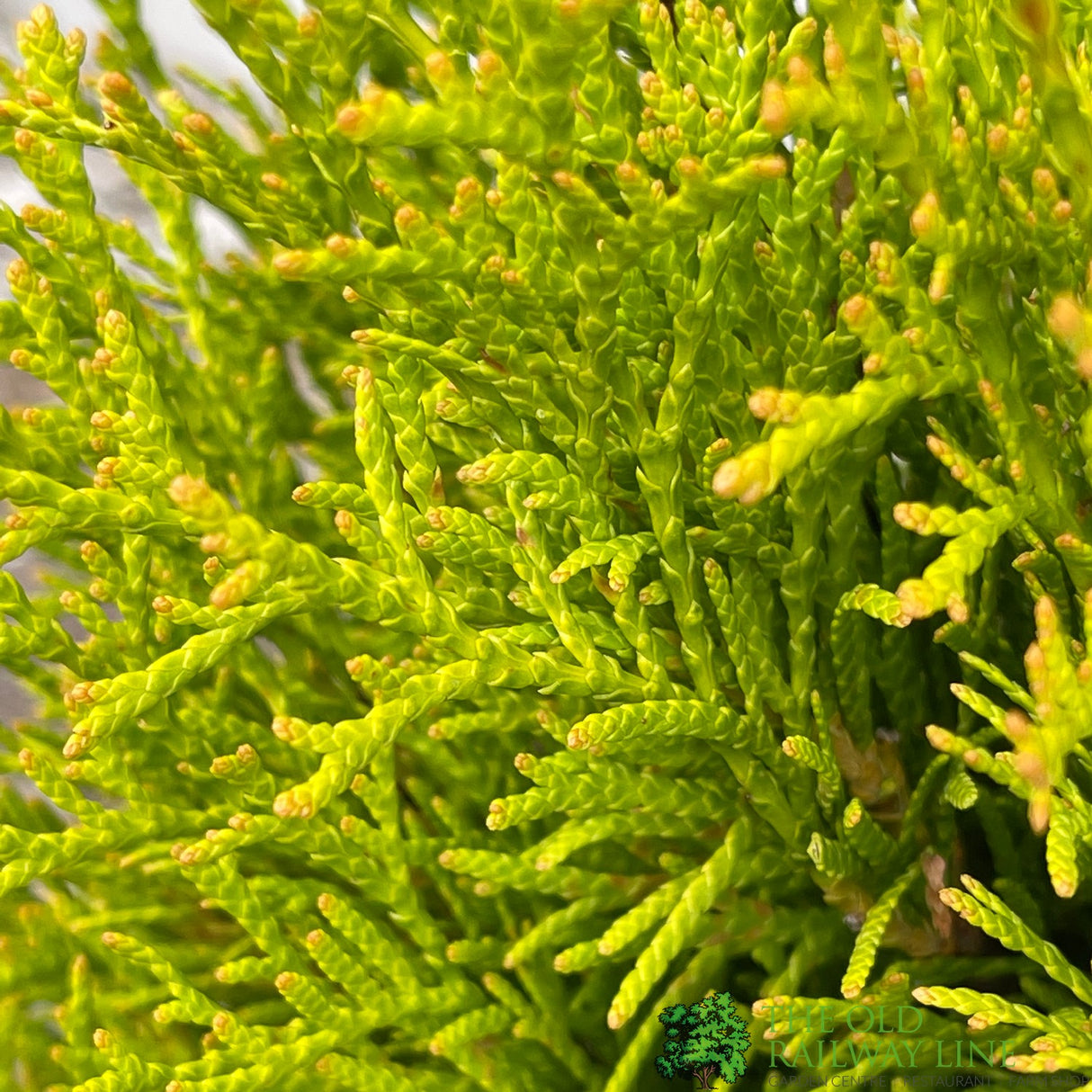 Thuja occidentalis Golden Smaragd 'Janed Gold' Conifer 3Ltr Pot