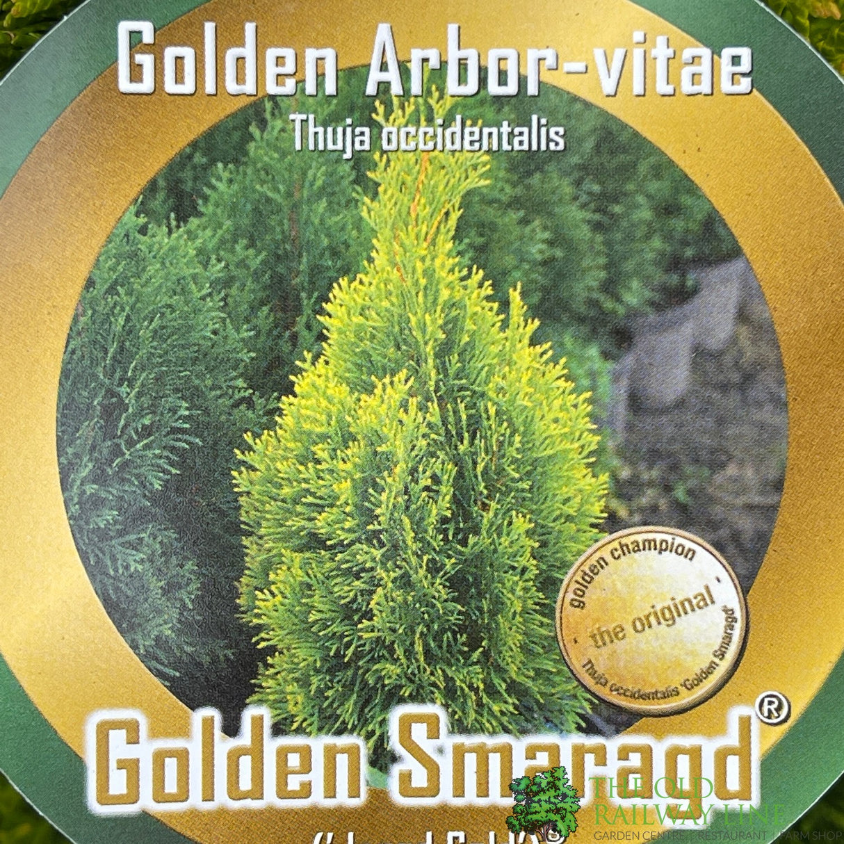 Thuja occidentalis Golden Smaragd 'Janed Gold' Conifer 3Ltr Pot