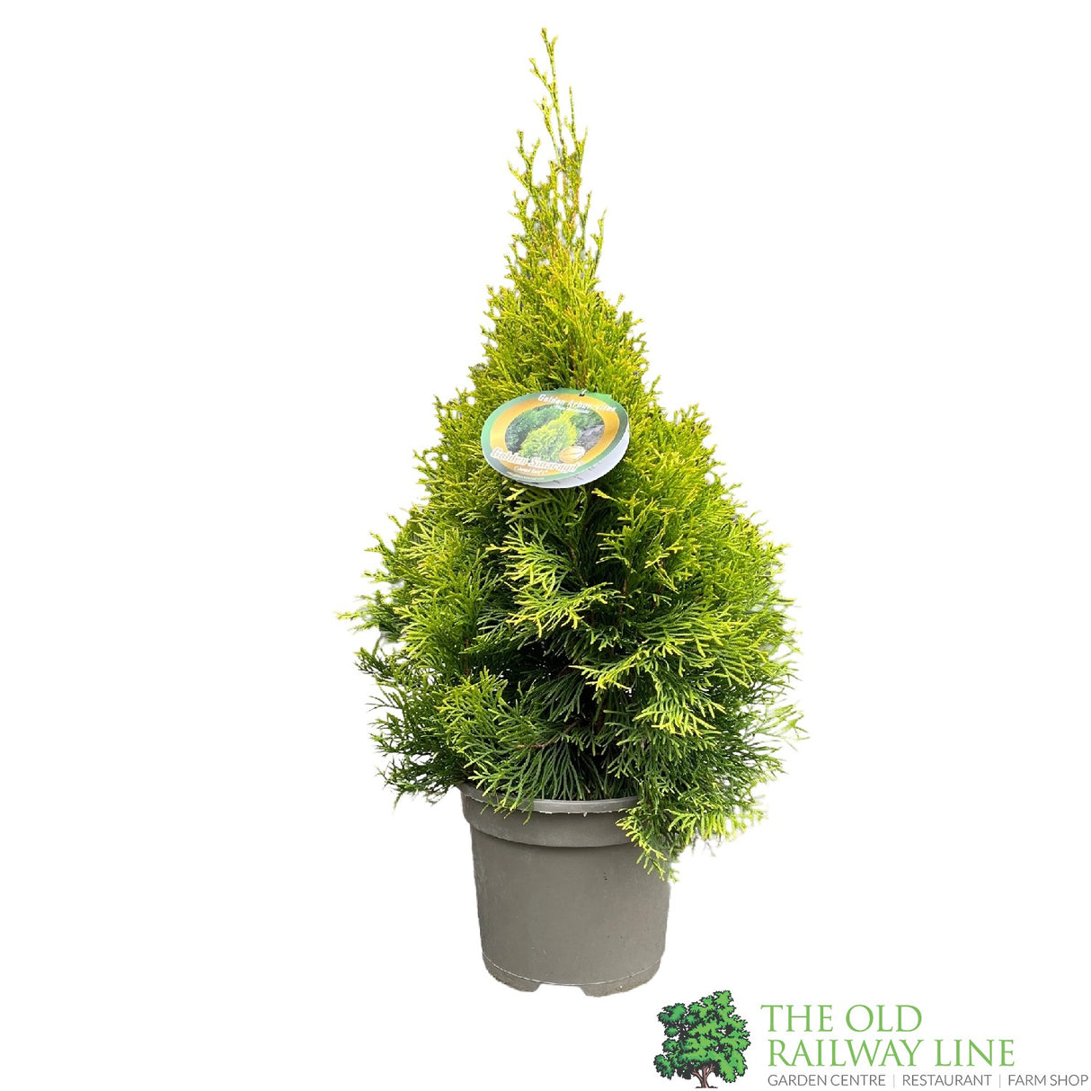 Thuja occidentalis Golden Smaragd 'Janed Gold' Conifer 3Ltr Pot