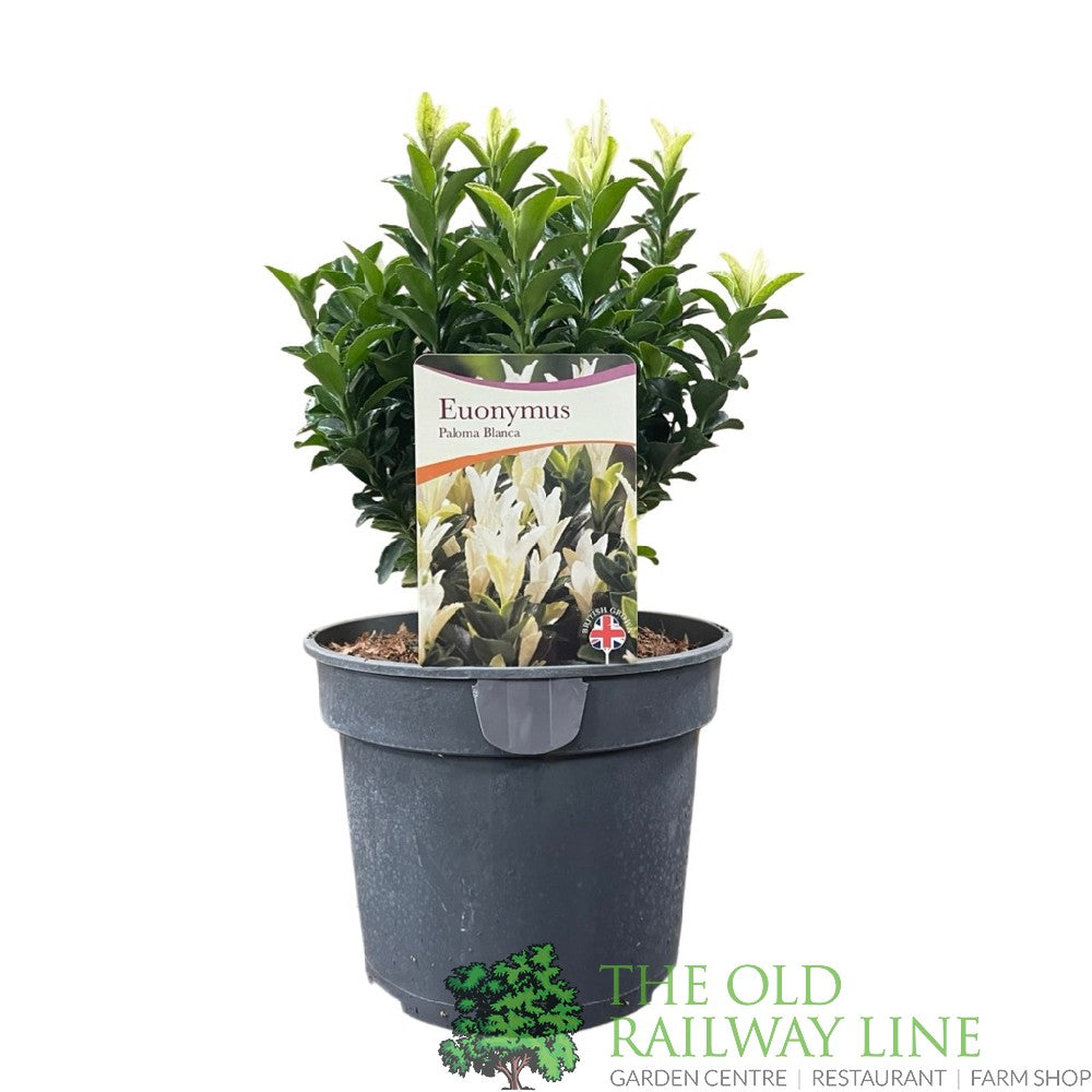 Euonymus japonicus 'Paloma Blanca' Spindle Plant 3Ltr Pot