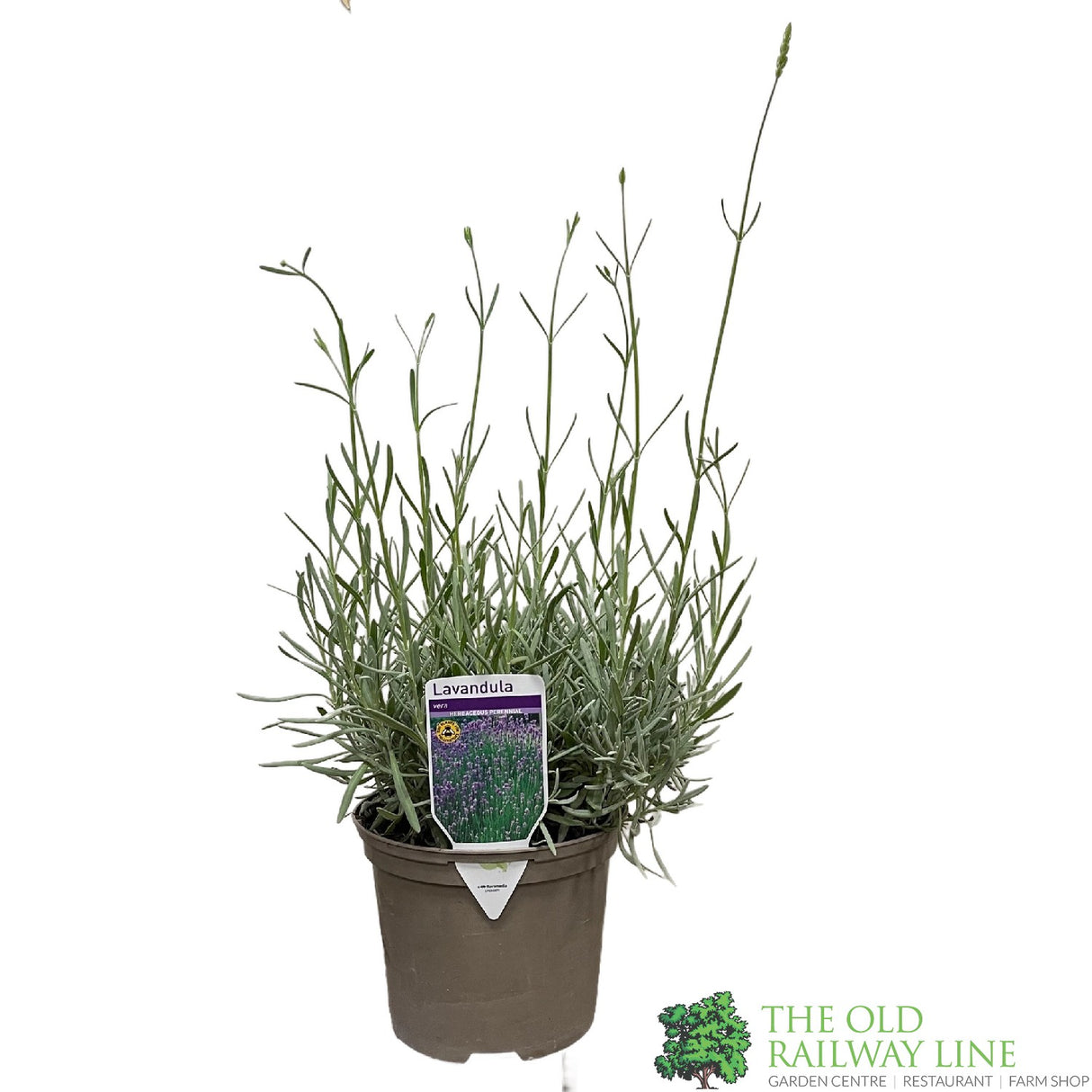 Lavandula Angustifolia 'Vera' Lavender Plant 2Ltr
