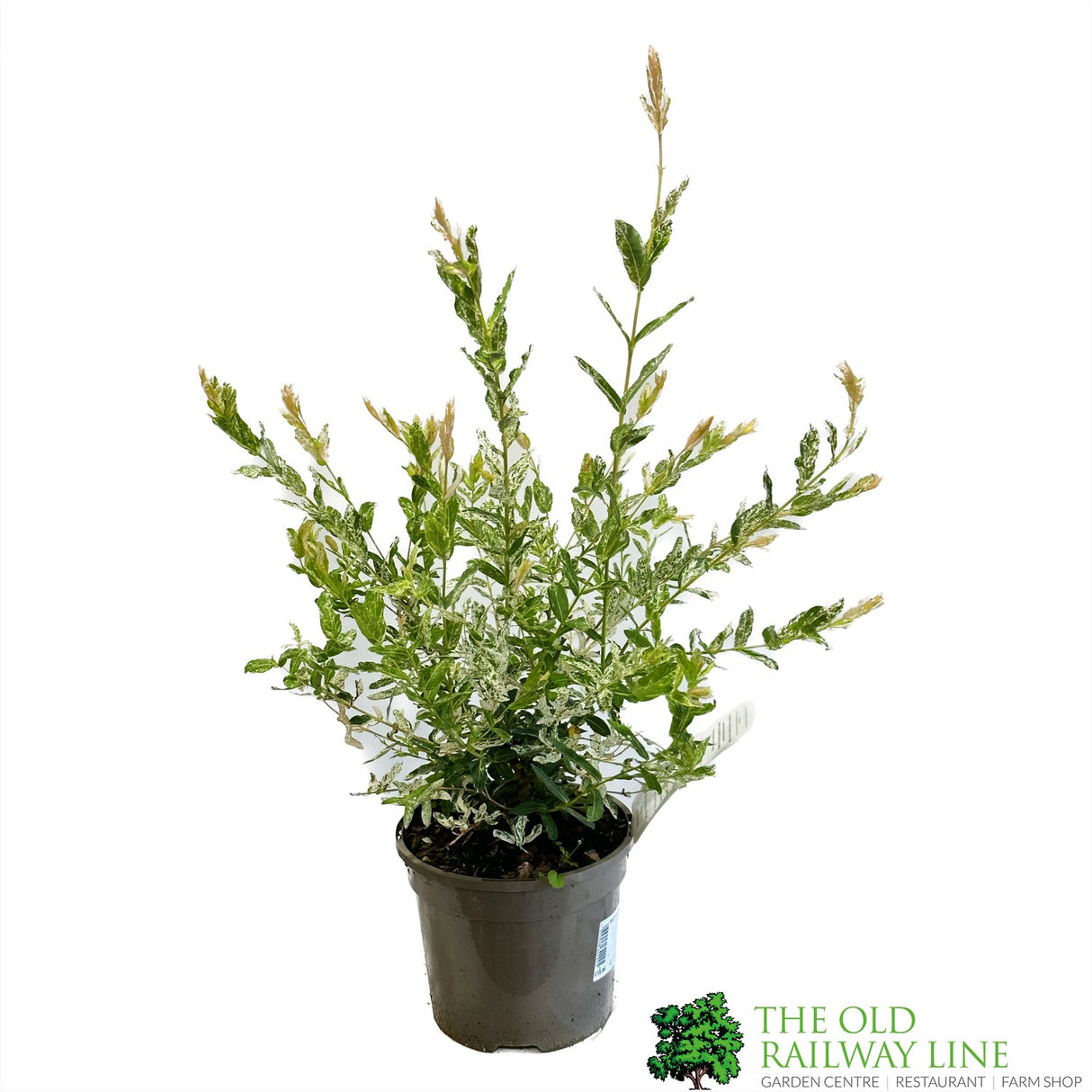 Salix 'Hakuro-Nishiki' 5Ltr Pot