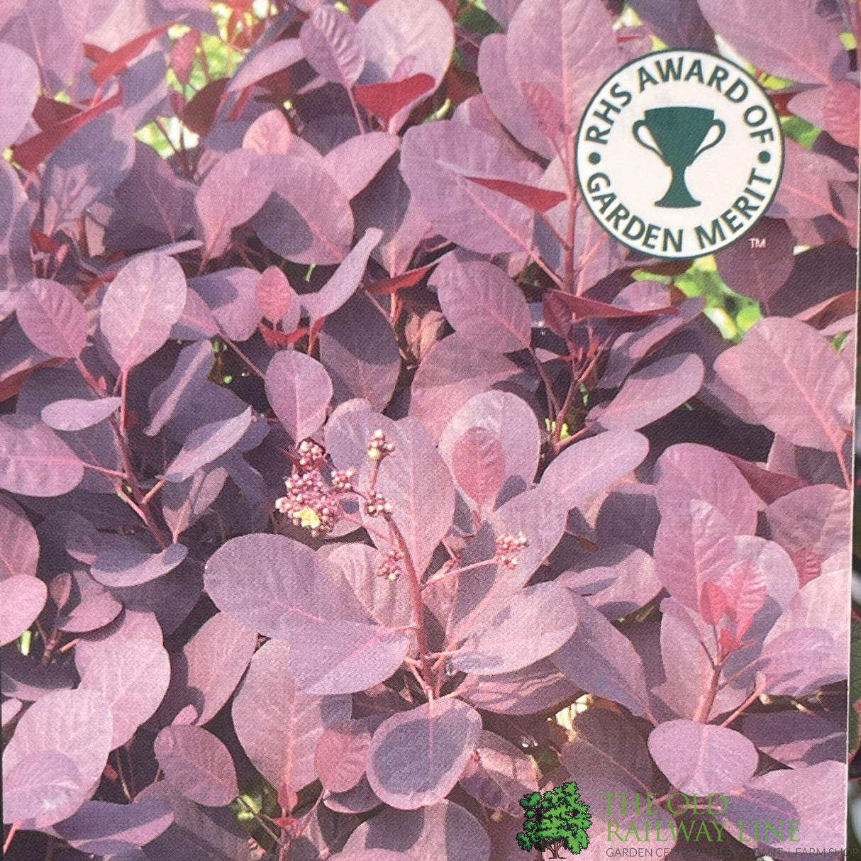 Cotinus coggygria 'Royal Purple' Smoke Tree 3Ltr Pot