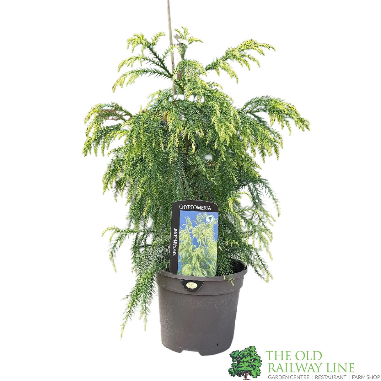 Cryptomeria japonica 'Sekkan-sugi' Conifer 3Ltr Pot