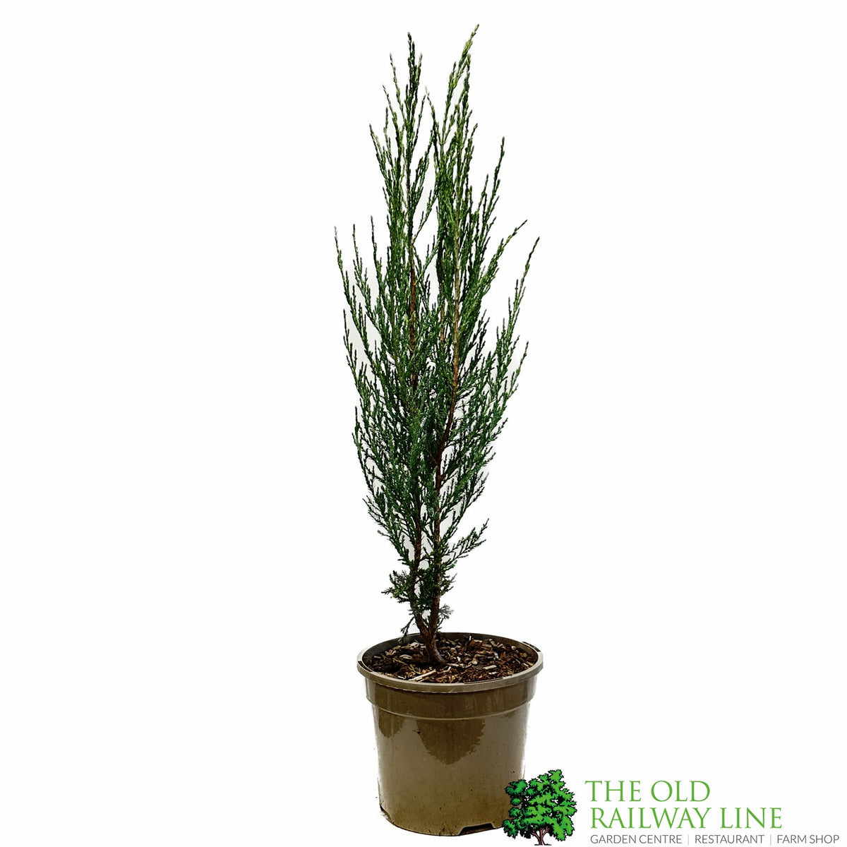 Juniperus scopulorum ‘Blue Arrow’ Juniper Plant - 3Ltr Pot