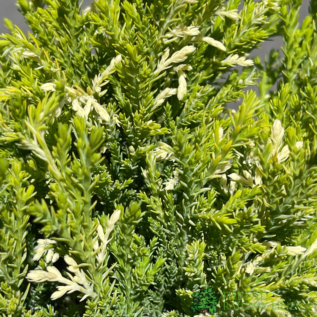 Chamaecyparis lawsoniana 'Silver Threads' Conifer 3Ltr Pot