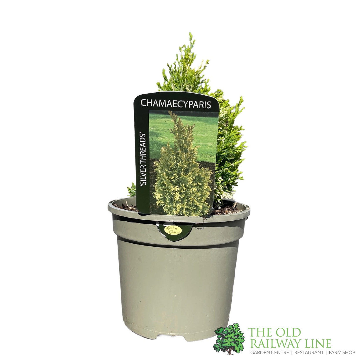 Chamaecyparis lawsoniana 'Silver Threads' Conifer 3Ltr Pot