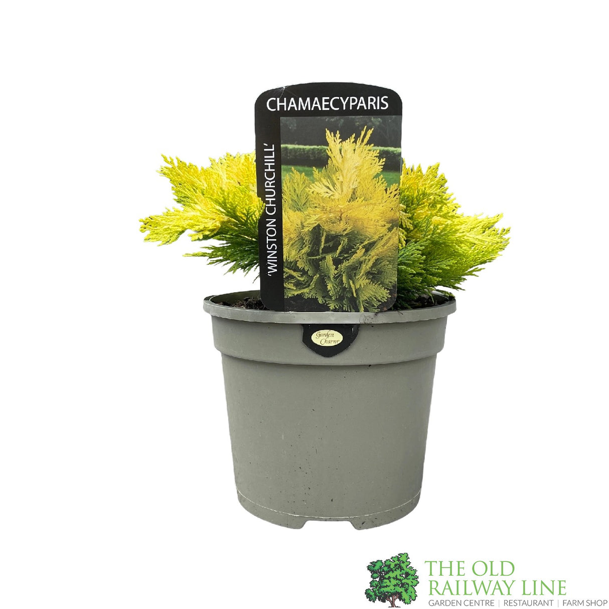 Chamaecyparis Lawsonia 'Winston Churchill' Conifer 3Ltr Pot