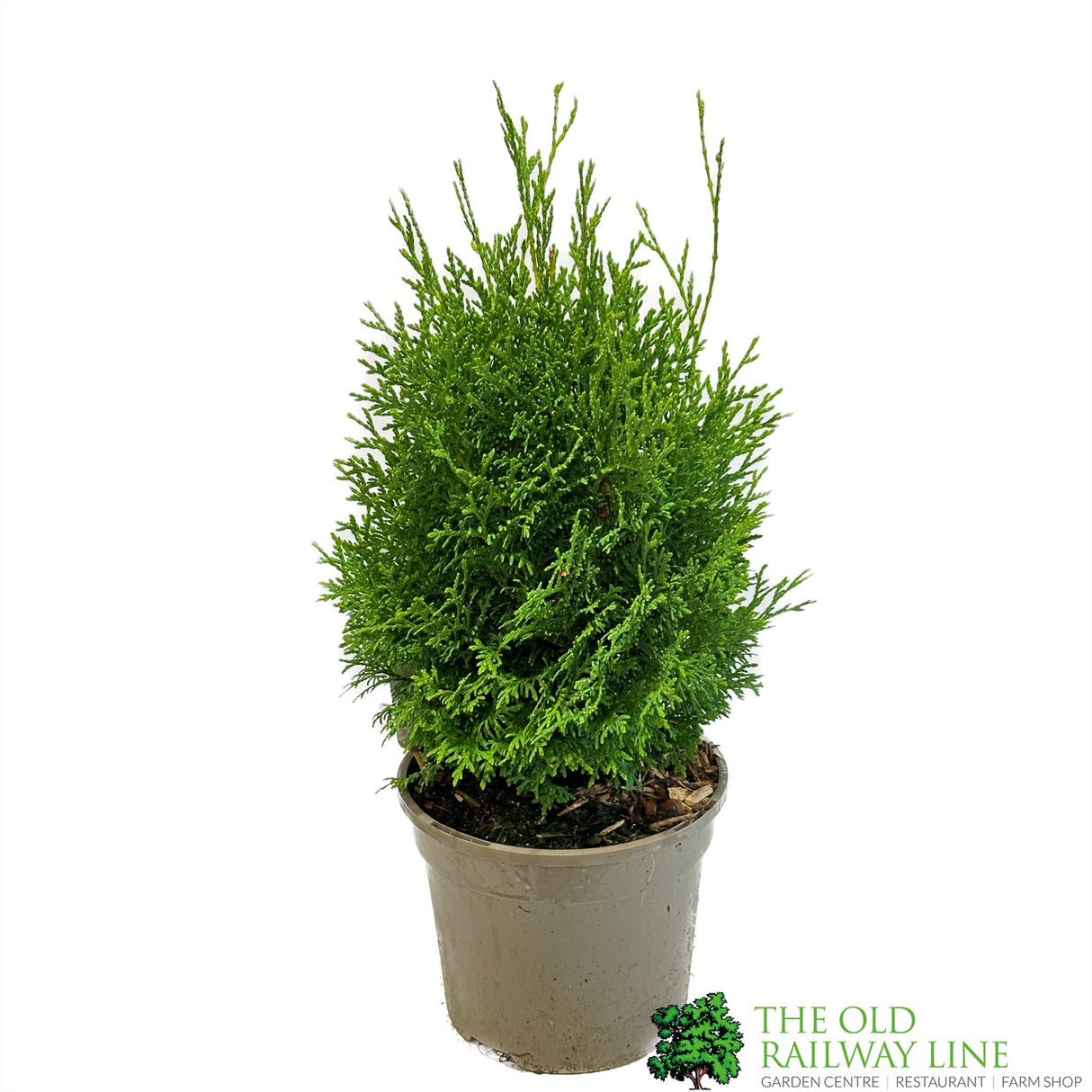 Thuja 'Holmstrup' White Cedar Conifer 3Ltr Pot