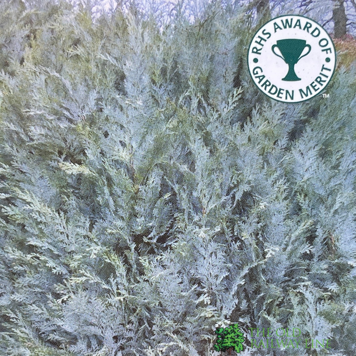 Chamaecyparis lawsoniana 'Pembury Blue' 3Ltr Pot