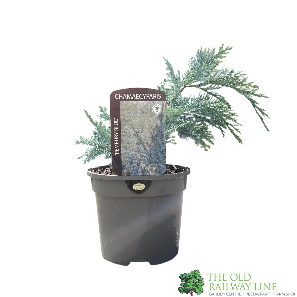 Chamaecyparis lawsoniana 'Pembury Blue' 3Ltr Pot