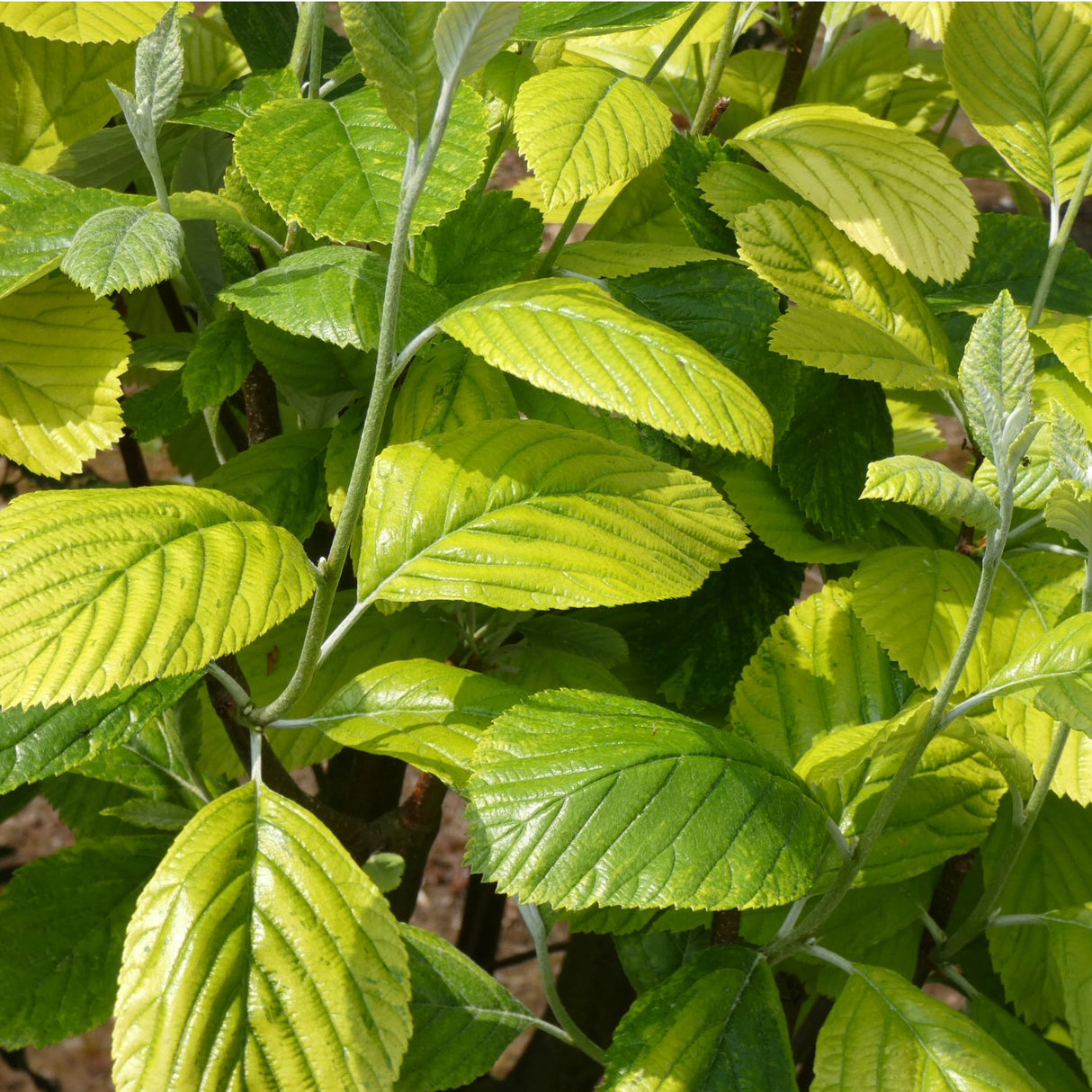 Sorbus aria 'Chrysophylla' 10Ltr Pot