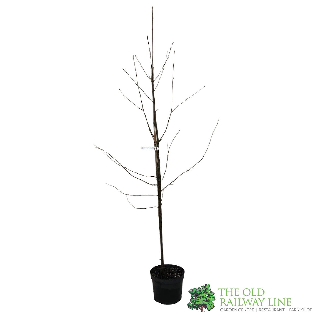 Sorbus aria 'Chrysophylla' 10Ltr Pot