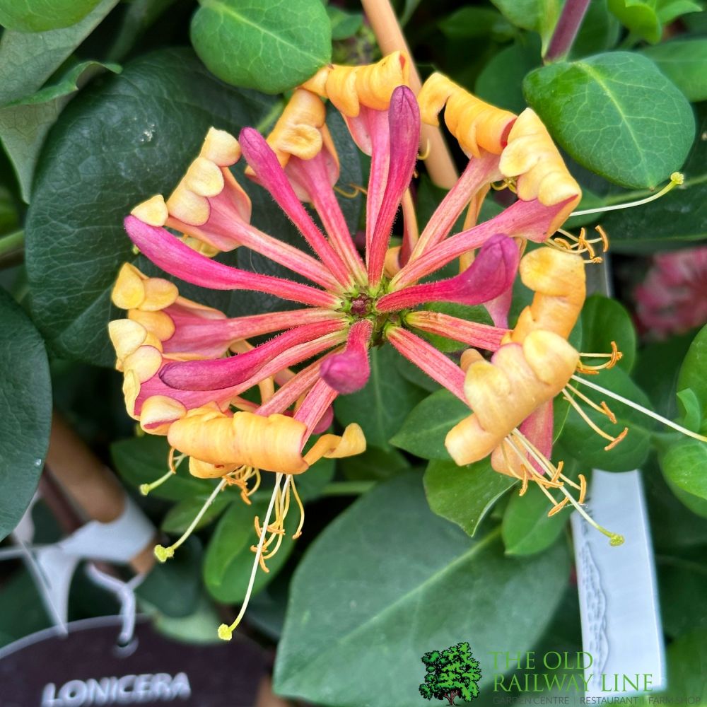 Lonicera periclymenum 'Rhubarb & Custard' Honeysuckle 3Ltr Pot