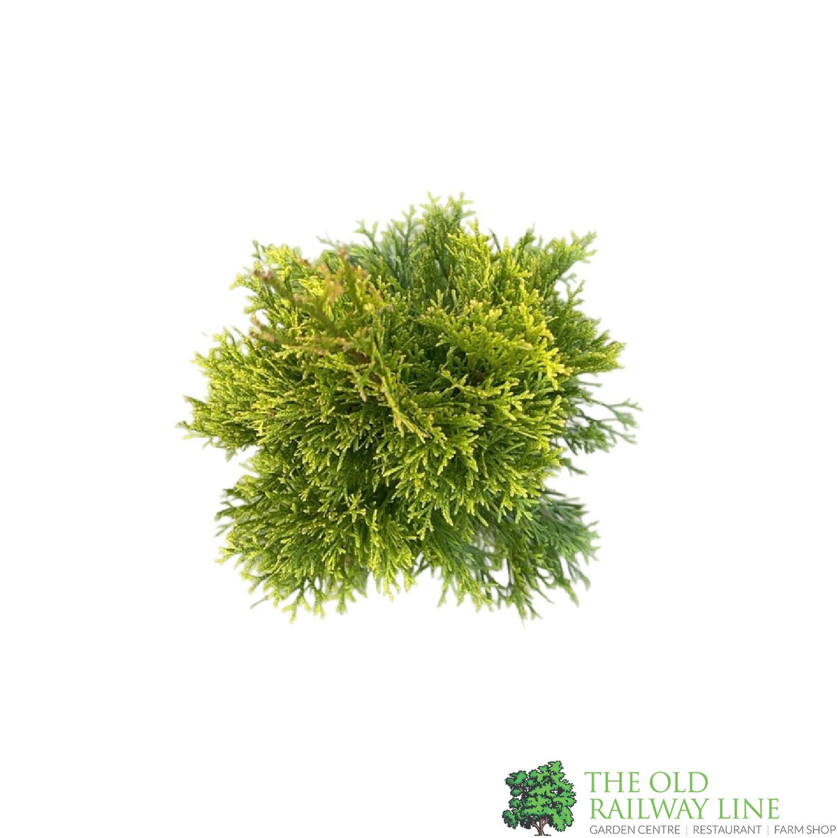 Thuja occidentalis 'Golden Smaragd' Conifer