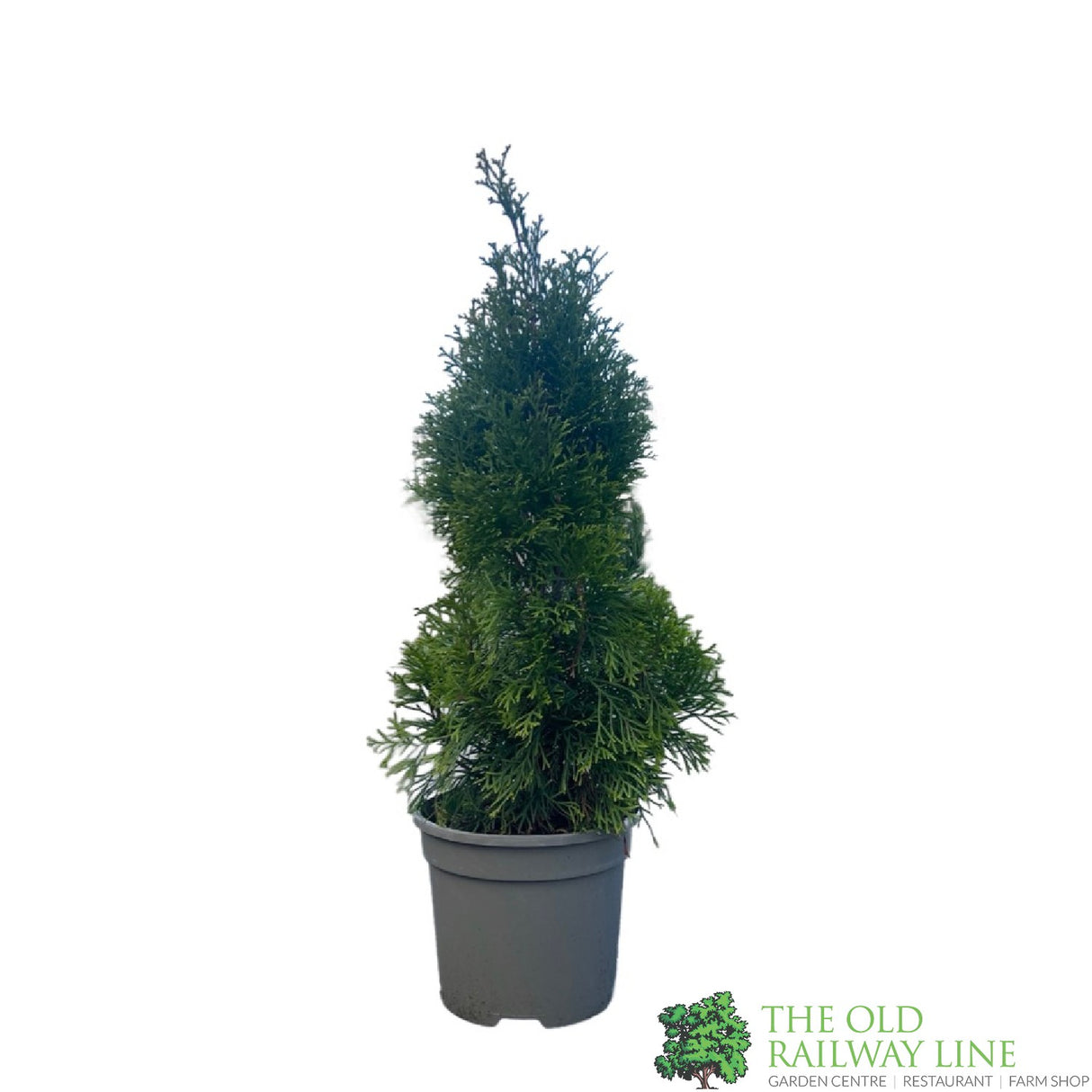 Thuja occidentalis 'Golden Smaragd' Conifer