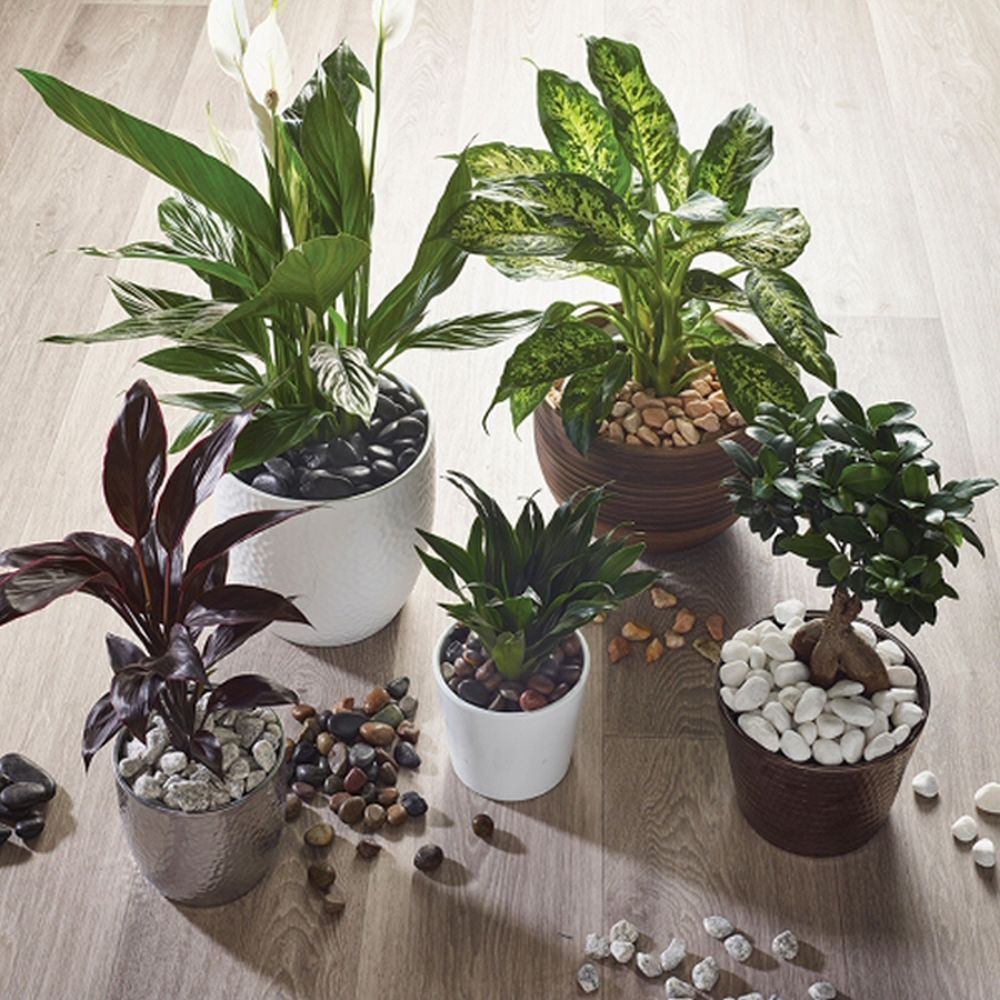 Kelkay Black Beauty Pot Toppers