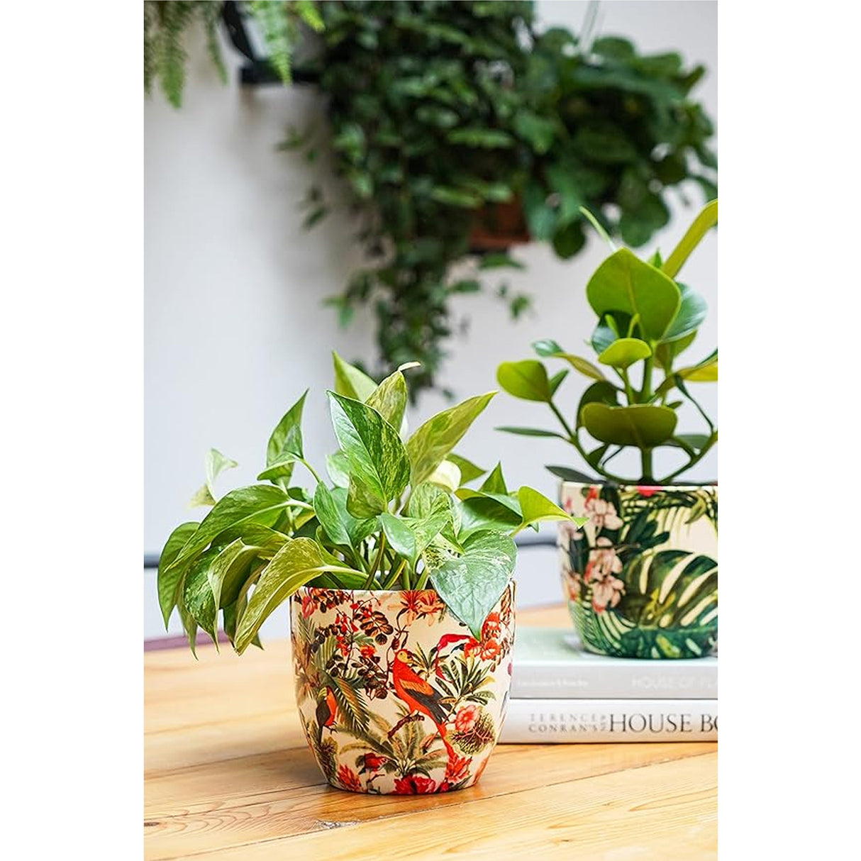 Ivyline 13cm Monza Tropical Parrot Planter