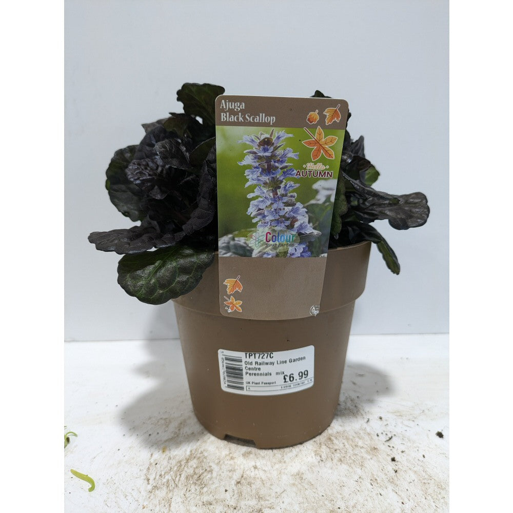 Perennials 1.5ltr Mix