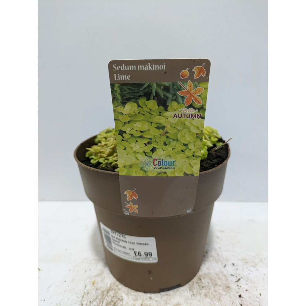 Perennials 1.5ltr Mix