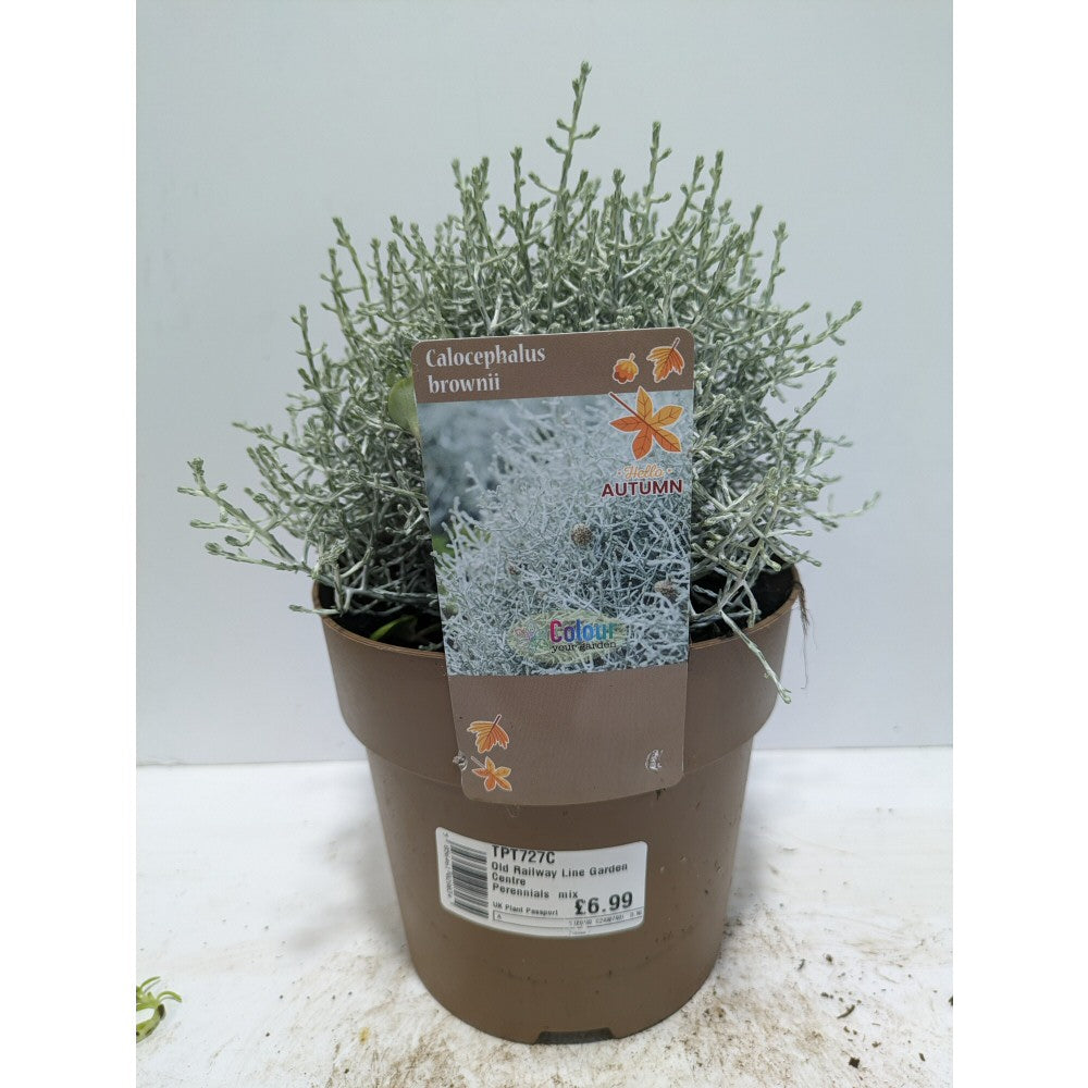 Perennials 1.5ltr Mix