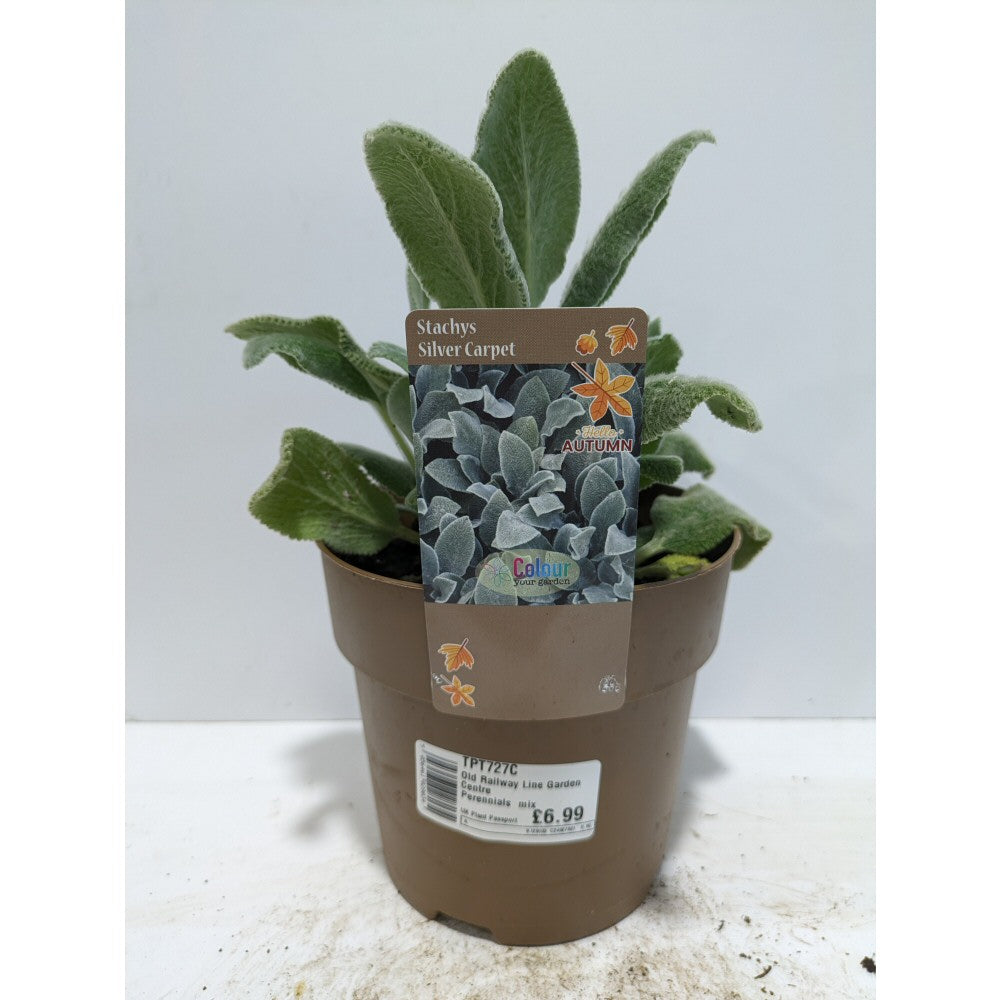 Perennials 1.5ltr Mix