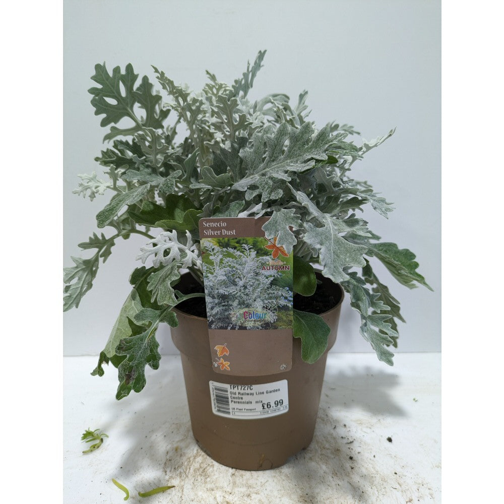 Perennials 1.5ltr Mix