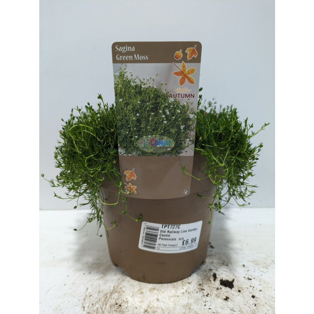 Perennials 1.5ltr Mix