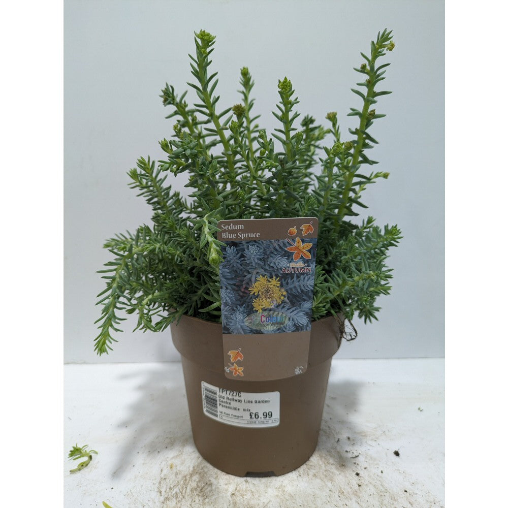 Perennials 1.5ltr Mix