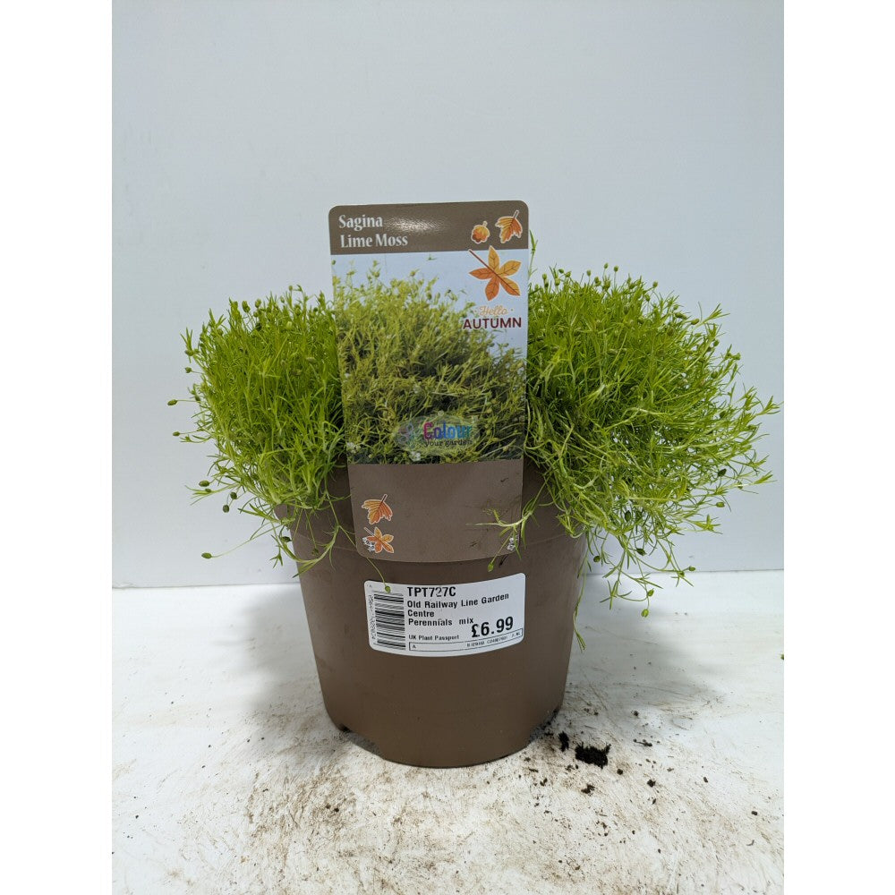 Perennials 1.5ltr Mix